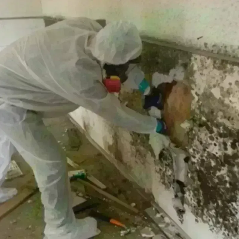 Mold Remediation and Removal in San Rafael, CA